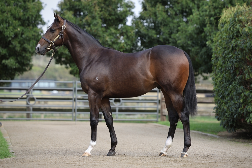 Blue Point (IRE) / Tomorrow's Dream (FR) 2024 Colt - Image 1