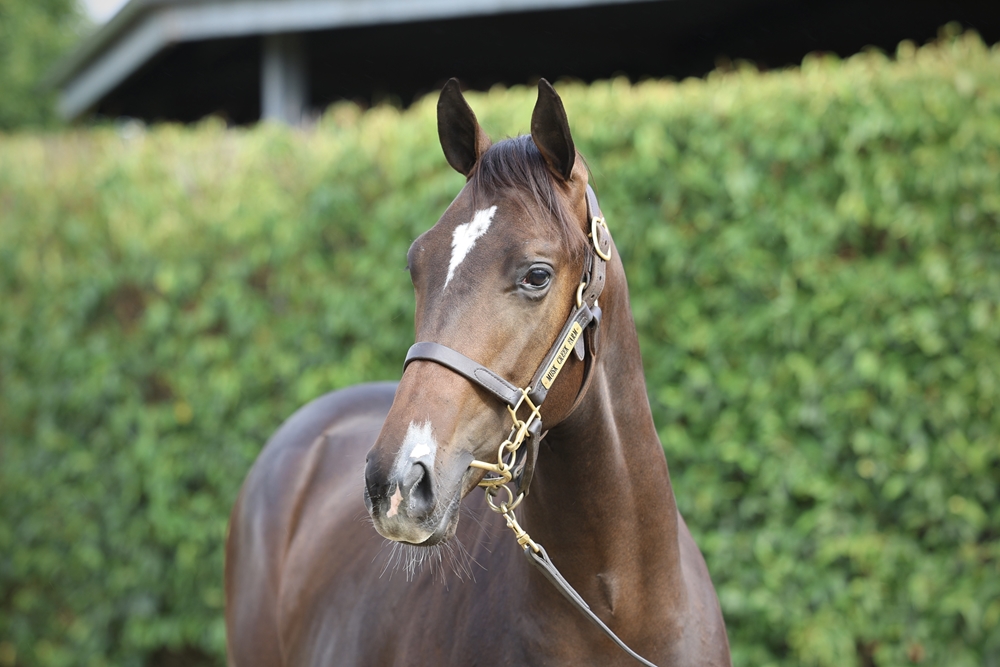 Blue Point (IRE) / Tomorrow's Dream (FR) 2024 Colt - Image 2