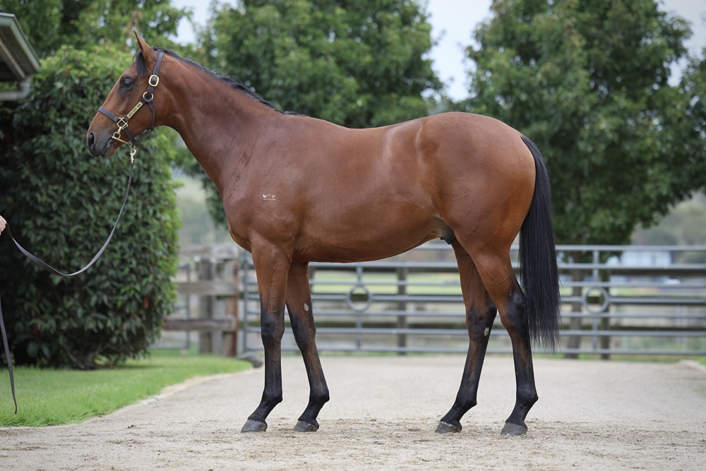 Churchill (IRE) / Blue Ocean (AUS) 2024 Colt - Image 1