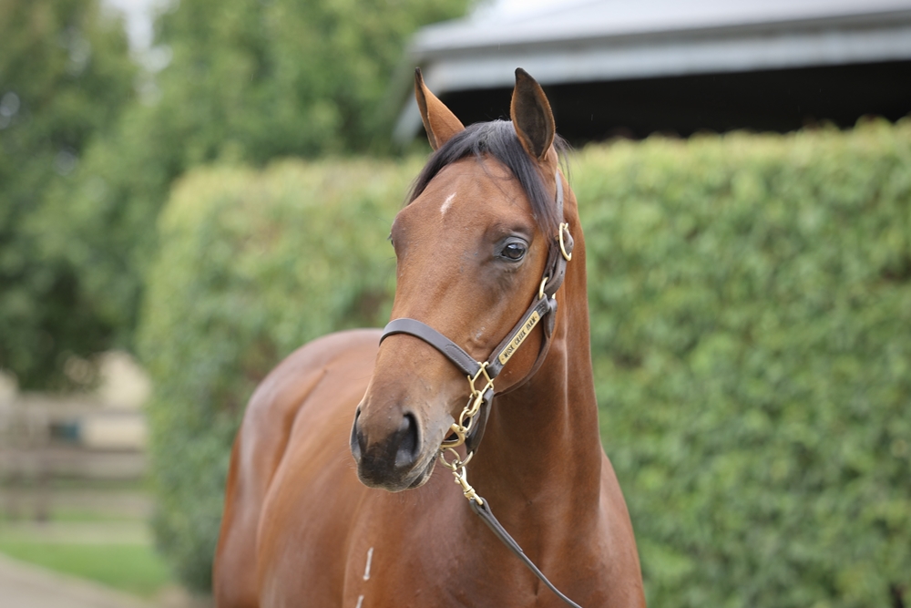 Churchill (IRE) / Blue Ocean (AUS) 2024 Colt - Image 2