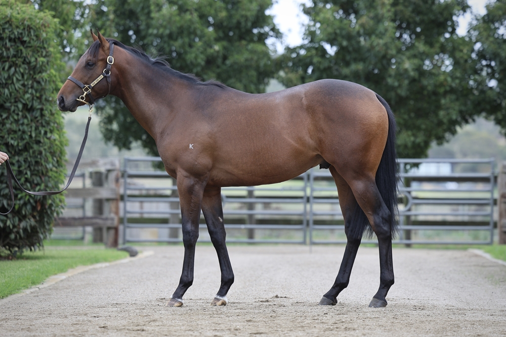 Supido (AUS) / Leny's Here (AUS) 2024 Colt - Image 1