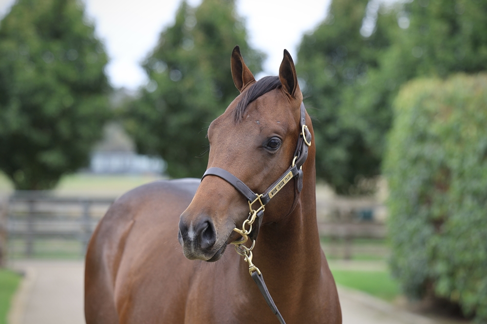 Supido (AUS) / Leny's Here (AUS) 2024 Colt - Image 2