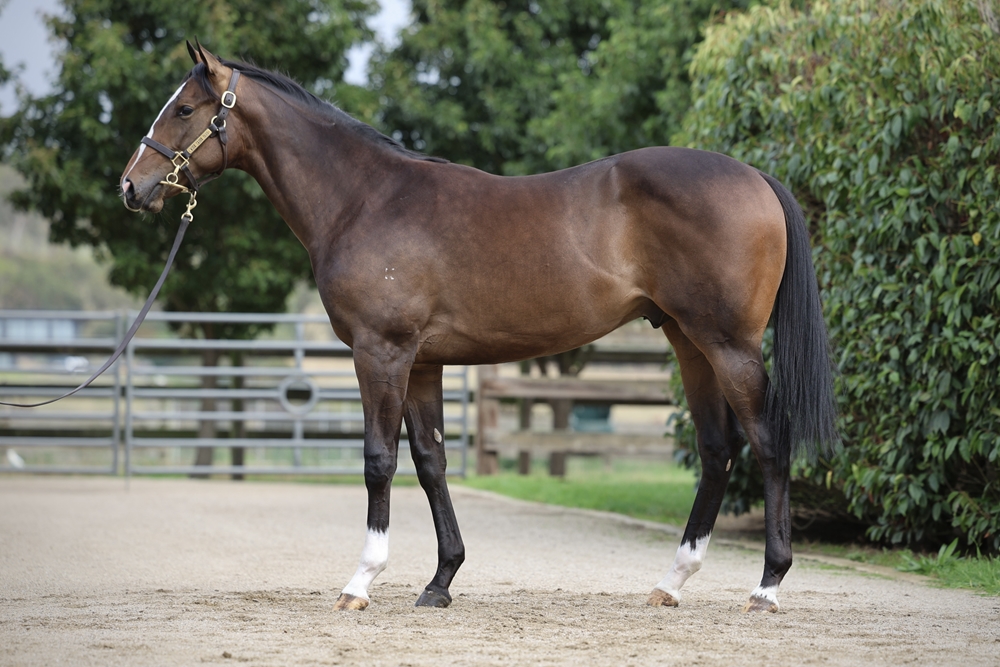 Bruckner (AUS) / My Empress (AUS) 2024 Colt - Image 1