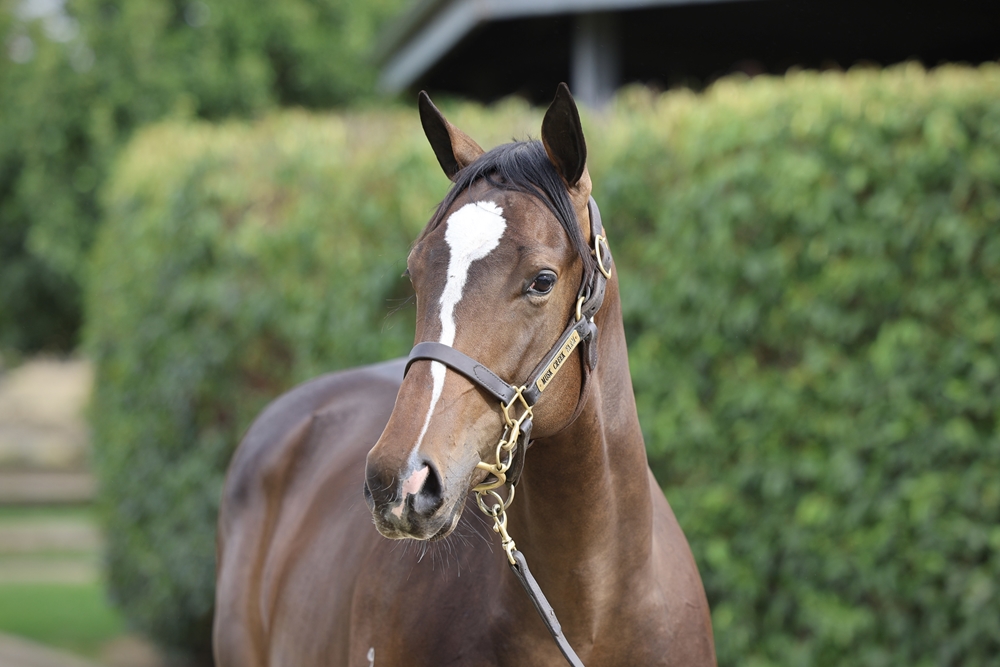 Bruckner (AUS) / My Empress (AUS) 2024 Colt - Image 2