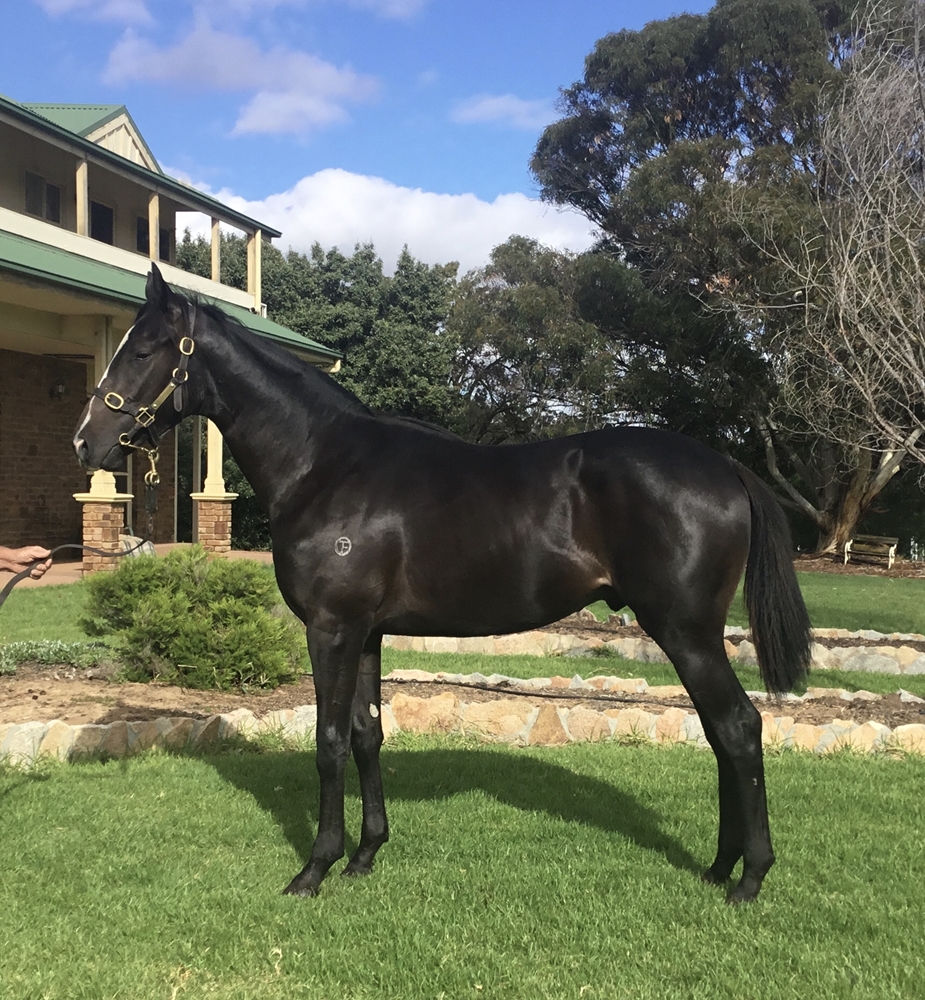 Bruckner (AUS) / Oakford Lass (AUS) 2024 Colt - Image 1