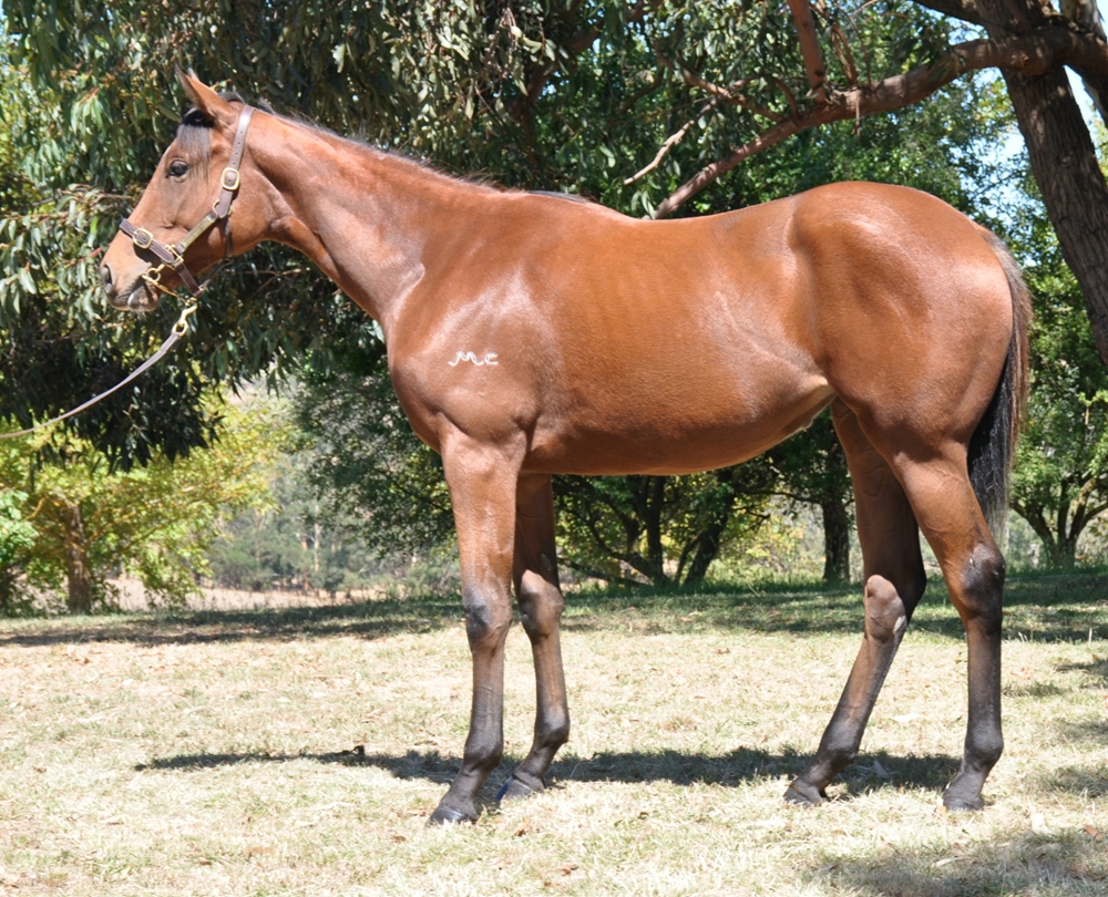 Kermadec (NZ) / Bella's Breeze (AUS) 2024 Filly - Image 1