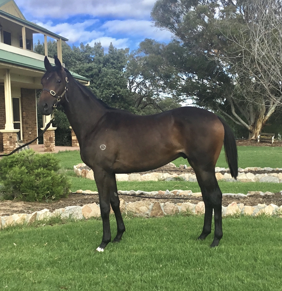 Grunt (NZ) / Wichita Woman (AUS) 2024 Colt - Image 1