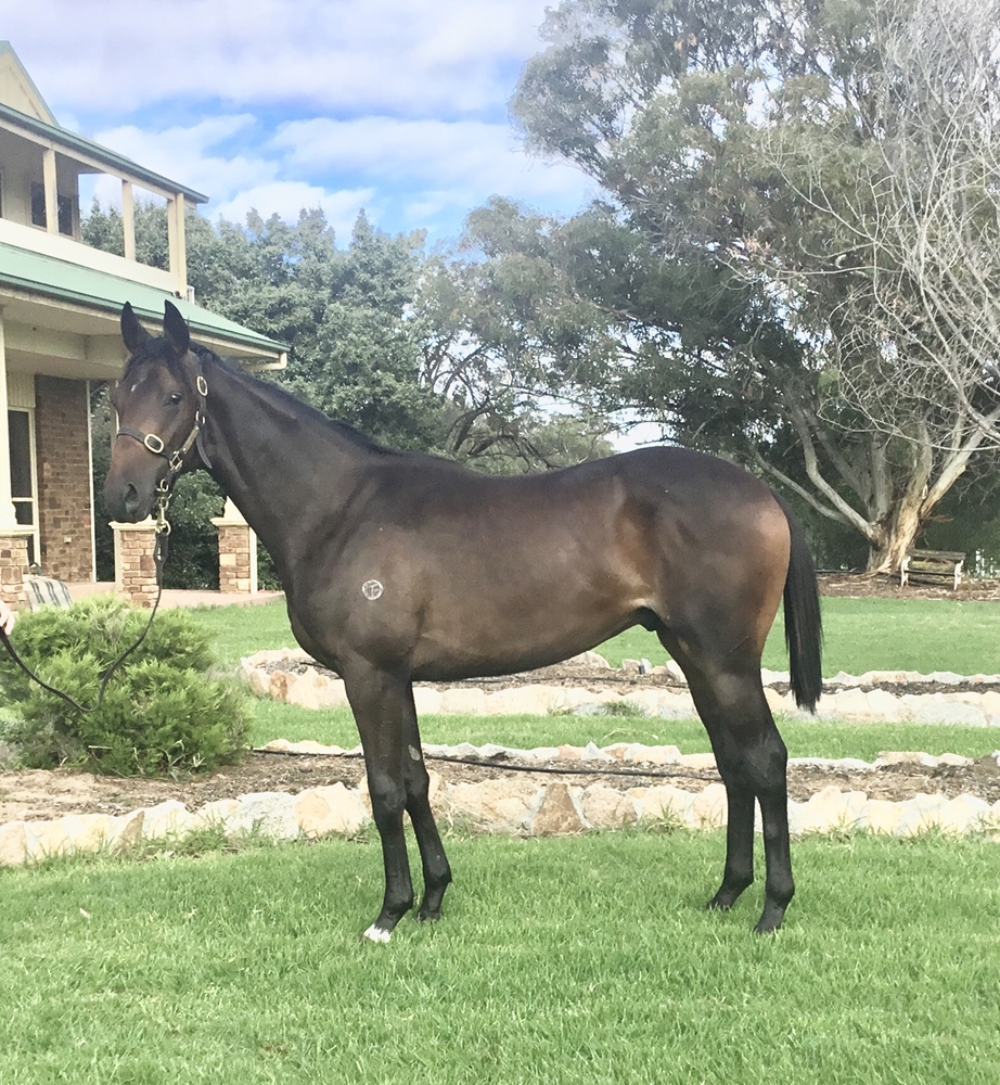 Grunt (NZ) / Wichita Woman (AUS) 2024 Colt - Image 1