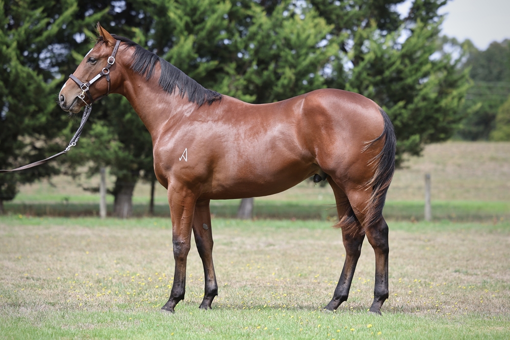 Blue Point (IRE) / Excellent Magic (GB) 2024 Colt - Image 1