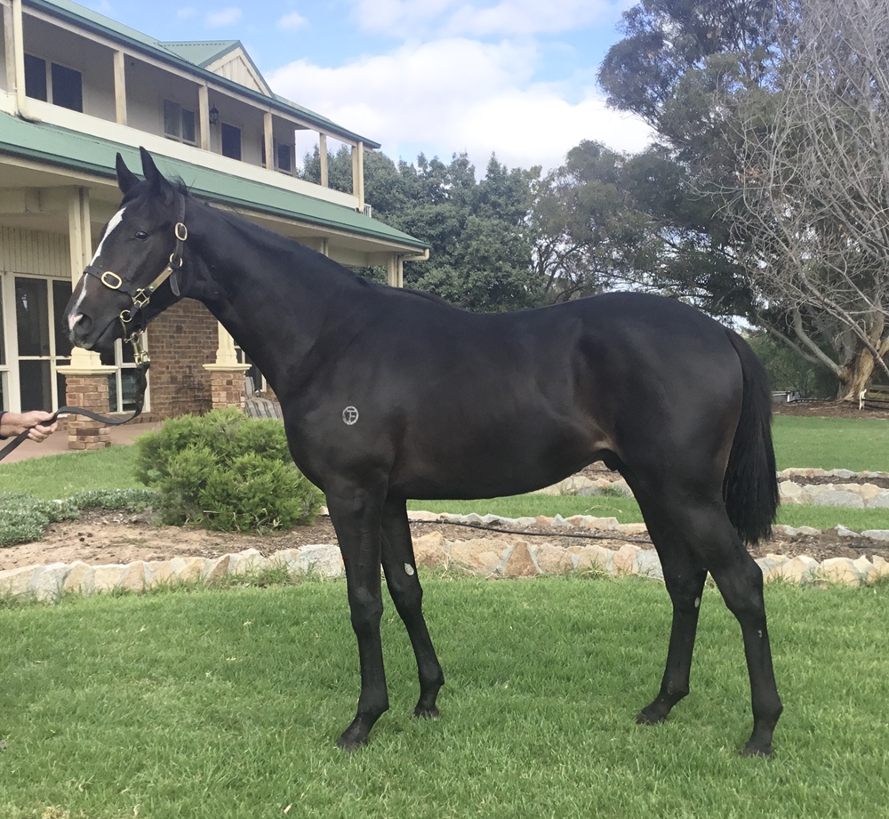 Bruckner (AUS) / Oakford Lass (AUS) 2024 Colt - Image 1