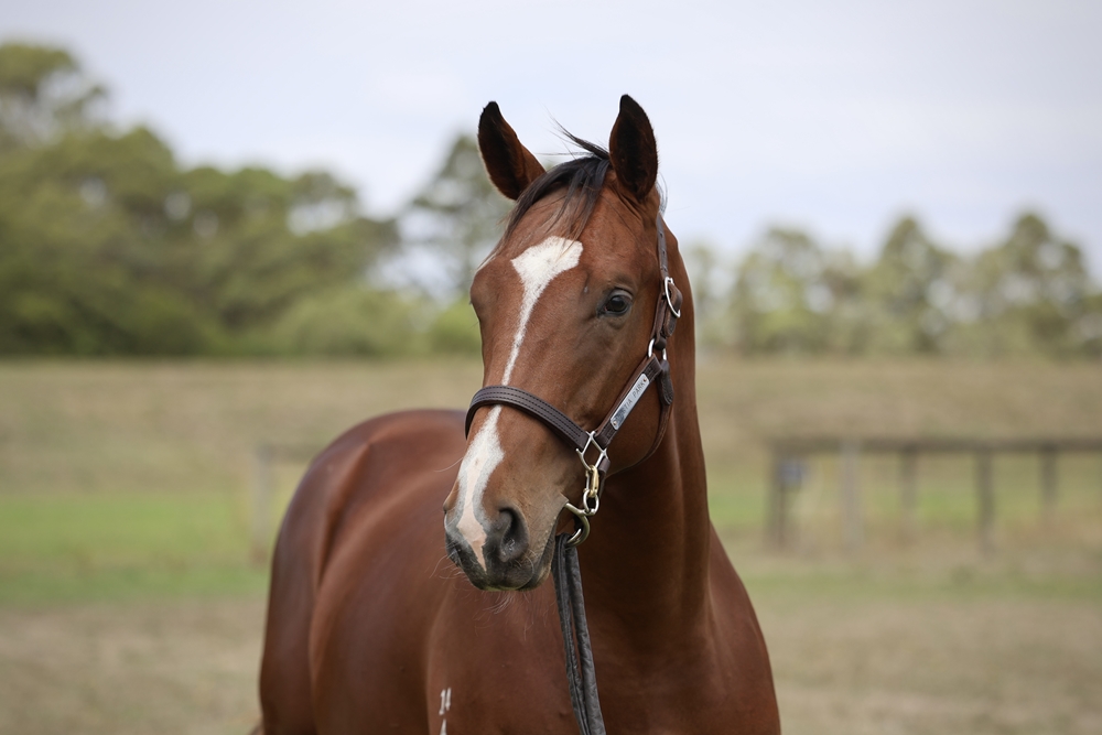 Blue Point (IRE) / Excellent Magic (GB) 2024 Colt - Image 2