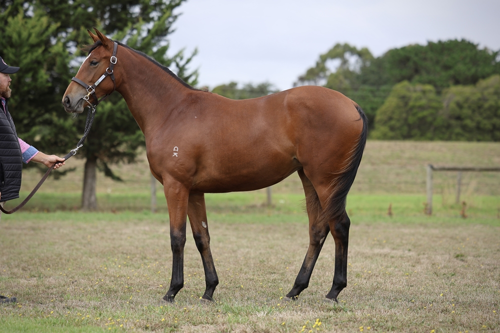 Tagaloa (AUS) / Kimberley Spirit (AUS) 2024 Filly - Image 1