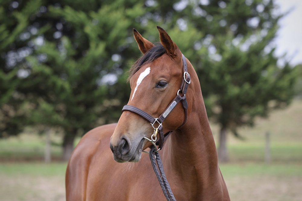 Tagaloa (AUS) / Kimberley Spirit (AUS) 2024 Filly - Image 2