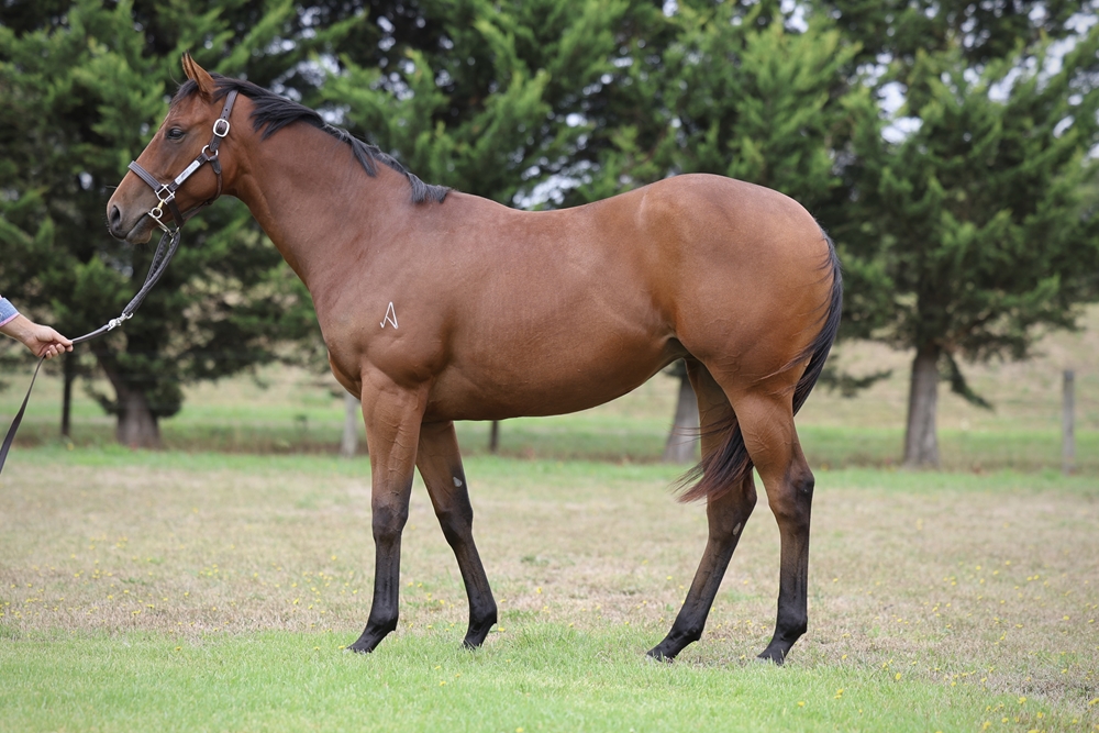 Anders (AUS) / Loyal Hero (AUS) 2024 Filly - Image 1