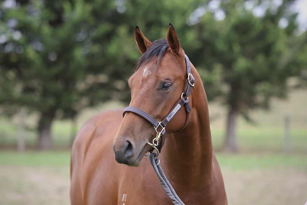 Anders (AUS) / Loyal Hero (AUS) 2024 Filly - Image 2
