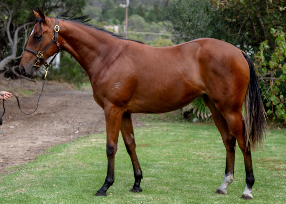 Diatonic (JPN) / Iconically (AUS) 2024 Filly - Image 1