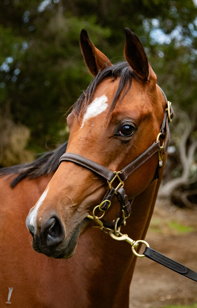 Diatonic (JPN) / Iconically (AUS) 2024 Filly - Image 2