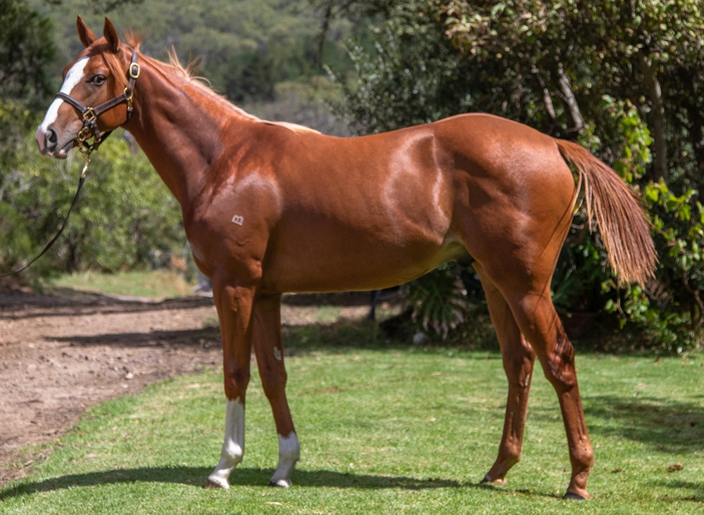 In the Congo (AUS) / Lianne (AUS) 2024 Colt - Image 1