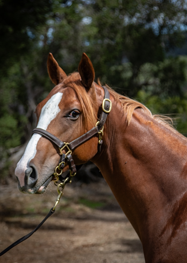 In the Congo (AUS) / Lianne (AUS) 2024 Colt - Image 2