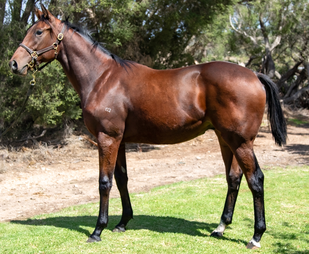 Rubick (AUS) / Inneston (AUS) 2024 Colt - Image 1