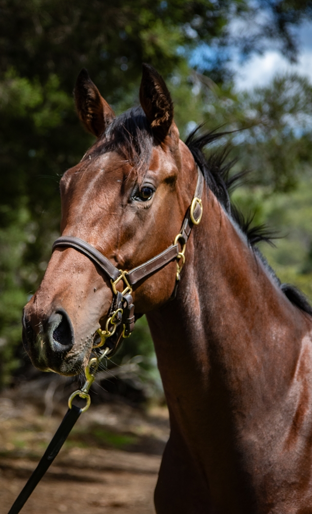 Rubick (AUS) / Inneston (AUS) 2024 Colt - Image 2