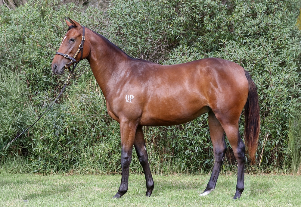 Star Witness (AUS) / Avienus (AUS) 2024 Filly - Image 1