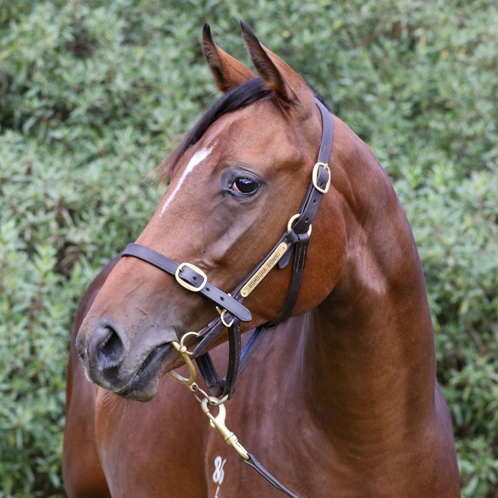 Star Witness (AUS) / Avienus (AUS) 2024 Filly - Image 2