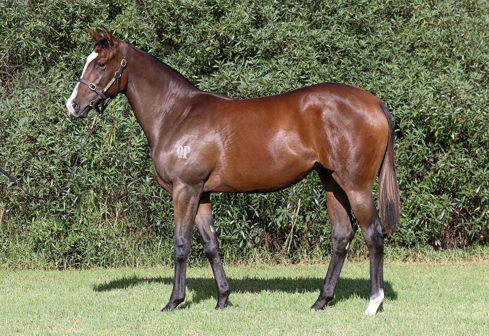 De Gaulle (AUS) / Balmodena (AUS) 2024 Filly - Image 1