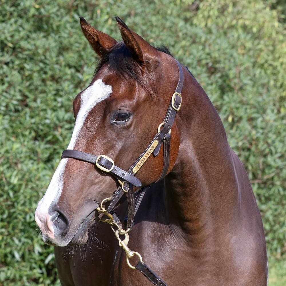 De Gaulle (AUS) / Balmodena (AUS) 2024 Filly - Image 2