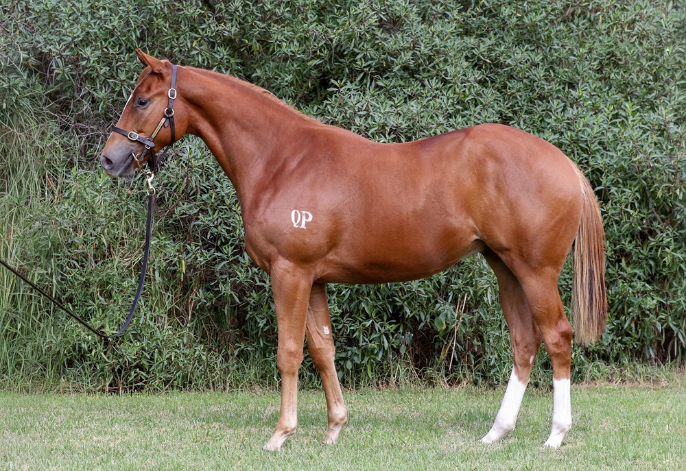 De Gaulle (AUS) / Canyonville (NZ) 2024 G - Image 1