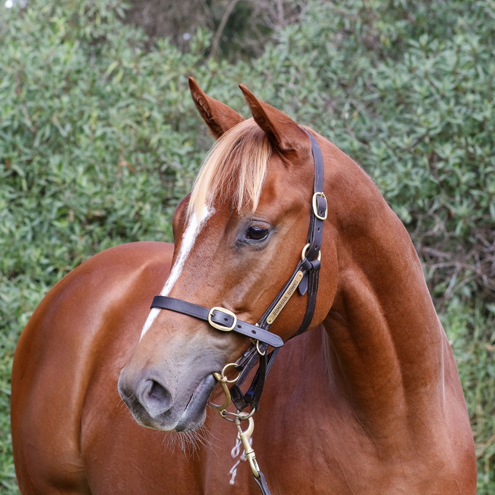 De Gaulle (AUS) / Canyonville (NZ) 2024 G - Image 2