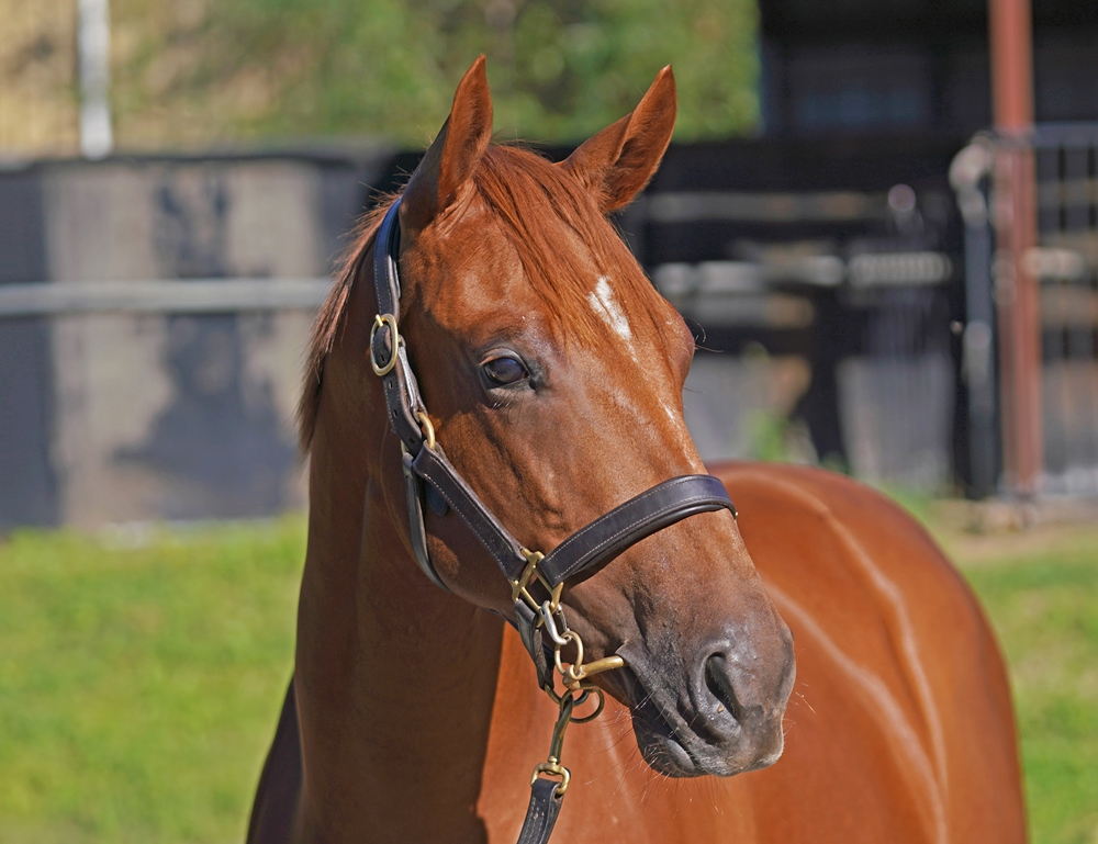 Anders (AUS) / String Me On (AUS) 2024 Filly - Image 1