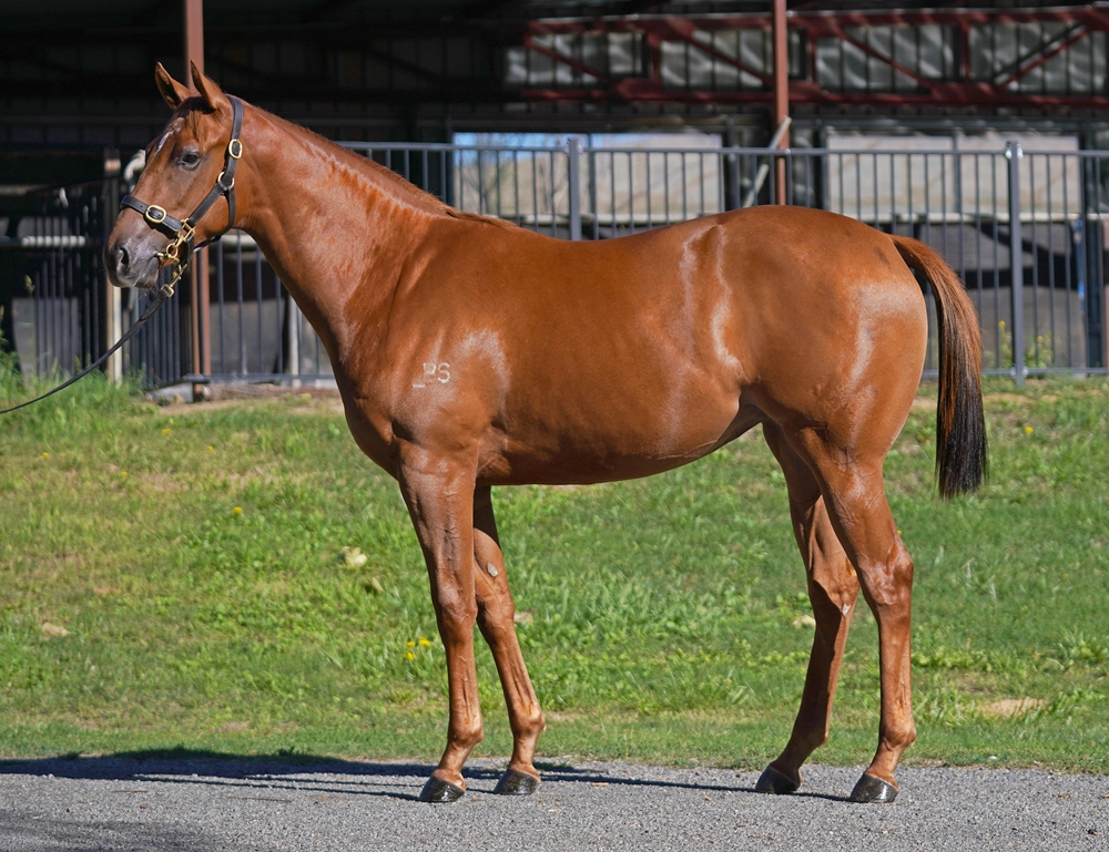 Anders (AUS) / String Me On (AUS) 2024 Filly - Image 2