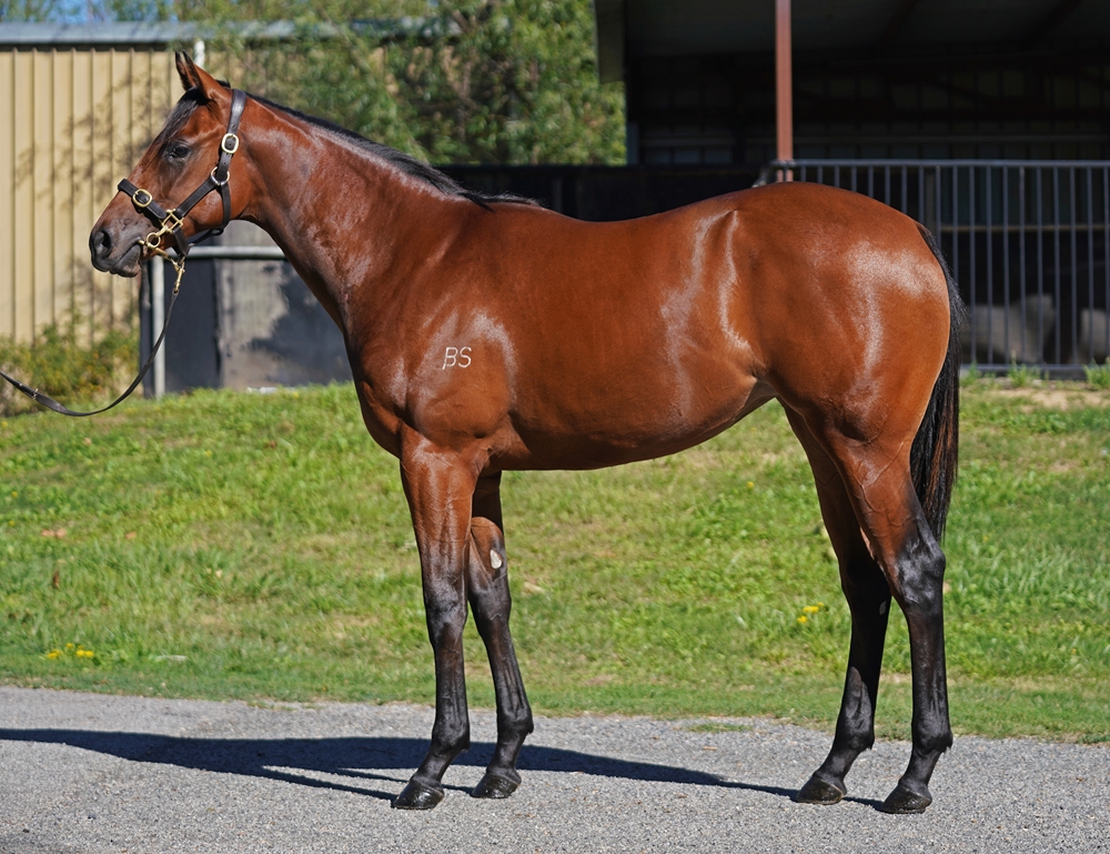 Hellbent (AUS) / Gold Gasselle (AUS) 2024 Filly - Image 1