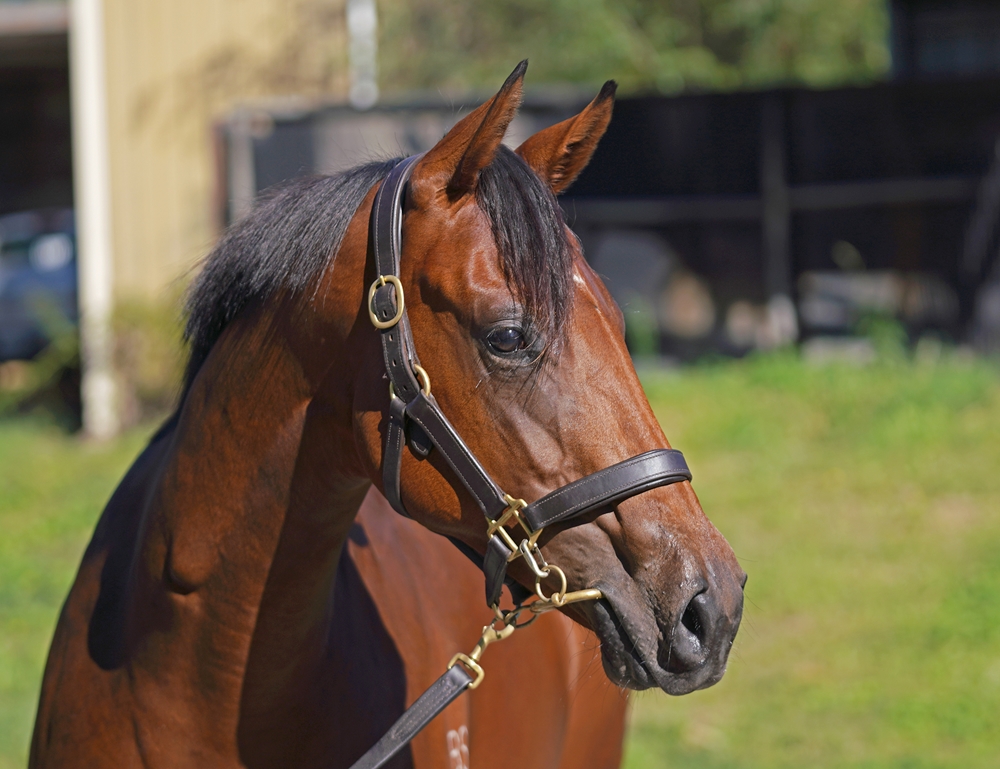 Hellbent (AUS) / Gold Gasselle (AUS) 2024 Filly - Image 2