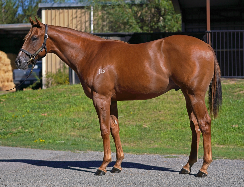 Anders (AUS) / Parker's Piece (NZ) 2024 Colt - Image 1