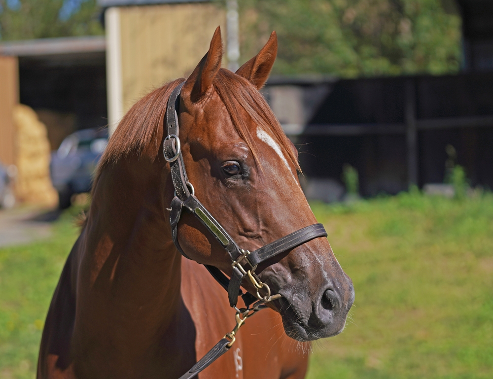 Anders (AUS) / Parker's Piece (NZ) 2024 Colt - Image 2