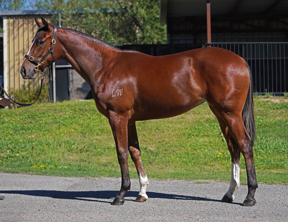 Pierro (AUS) / Zafina (AUS) 2024 Filly - Image 1