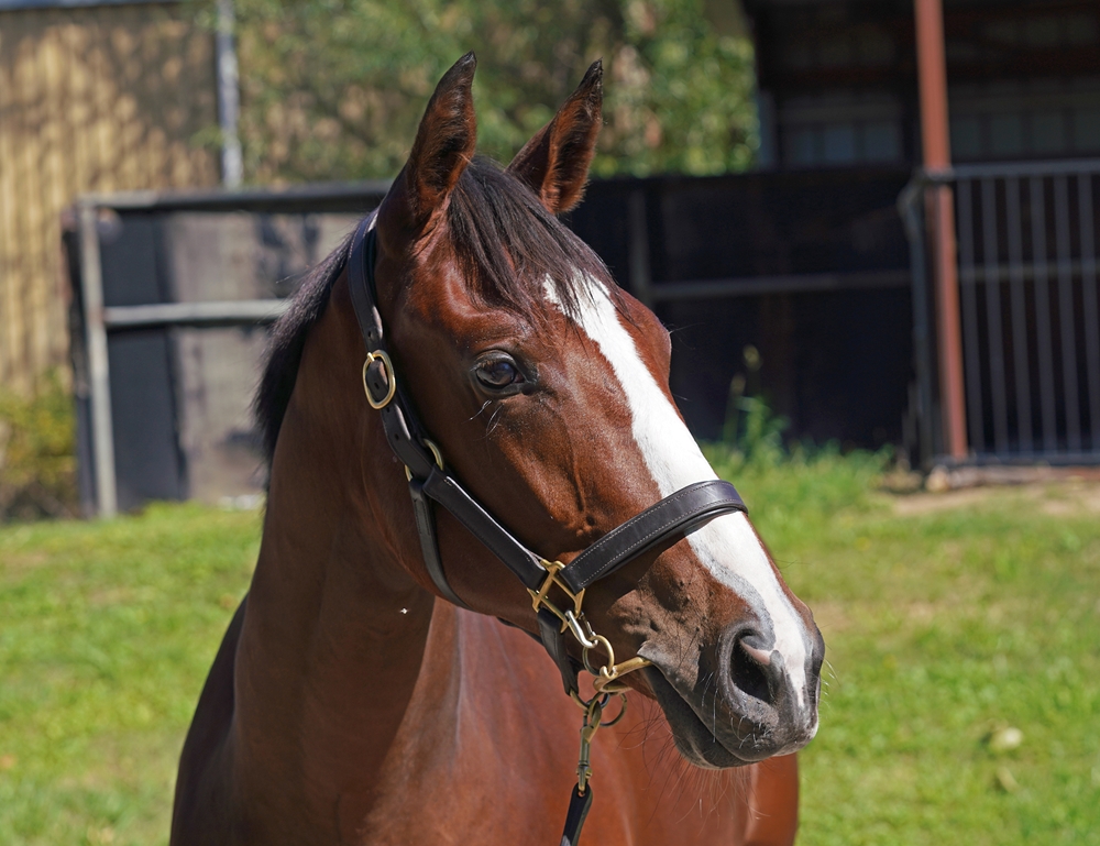 Pierro (AUS) / Zafina (AUS) 2024 Filly - Image 2