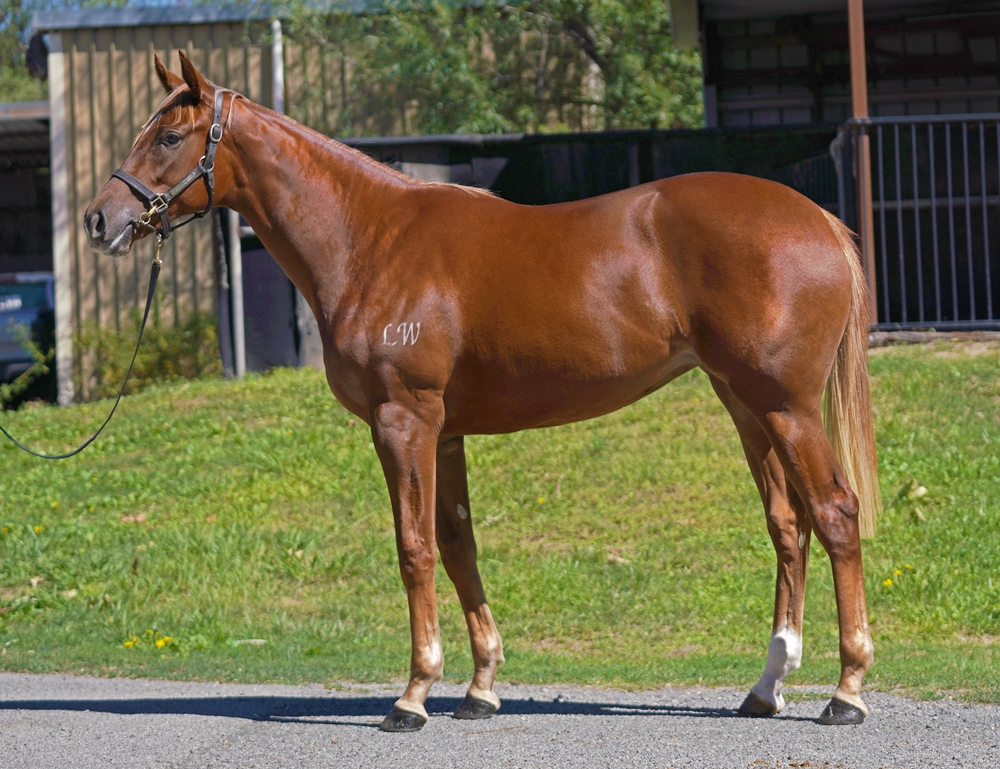 Starspangledbanner (AUS) / Nothing Compares (NZ) 2024 Filly - Image 1