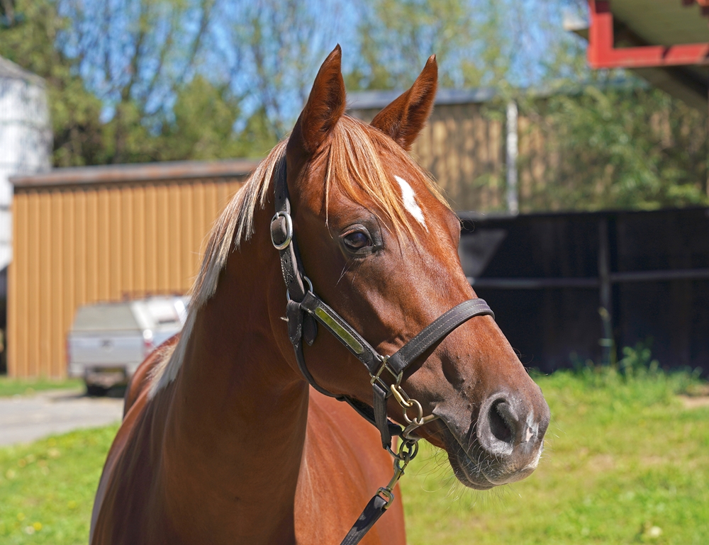 Starspangledbanner (AUS) / Nothing Compares (NZ) 2024 Filly - Image 2