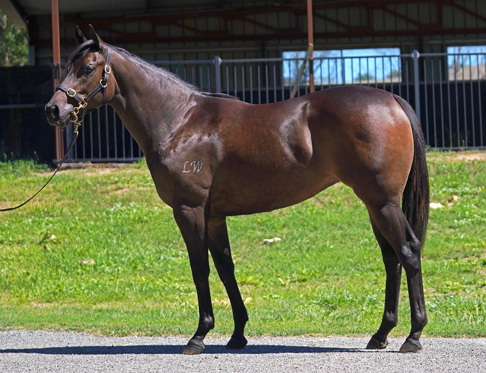 Harry Angel (IRE) / Proud Mia (AUS) 2024 Filly - Image 1