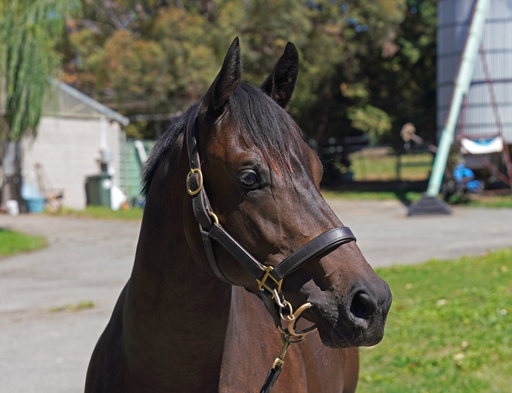 Harry Angel (IRE) / Proud Mia (AUS) 2024 Filly - Image 2