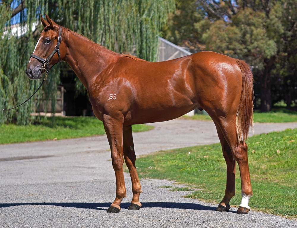 Zousain (AUS) / Lolita Gold (AUS) 2024 Colt - Image 1