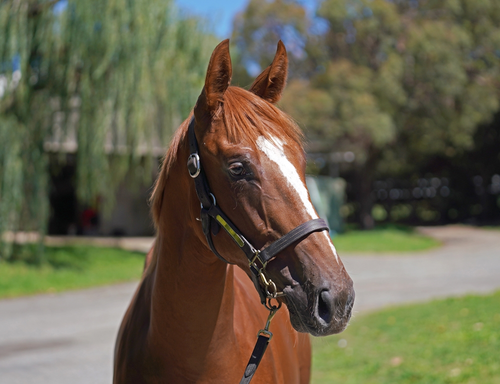 Zousain (AUS) / Lolita Gold (AUS) 2024 Colt - Image 2