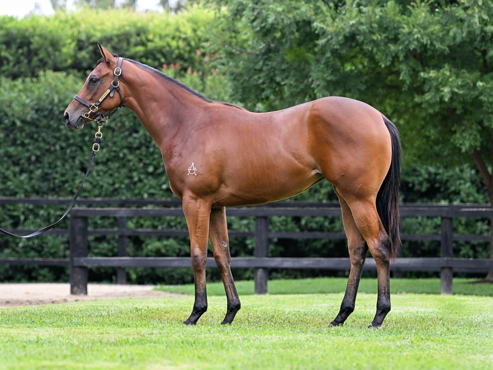 Dalasan (AUS) / Radiant Warrior (AUS) 2024 Filly - Image 1