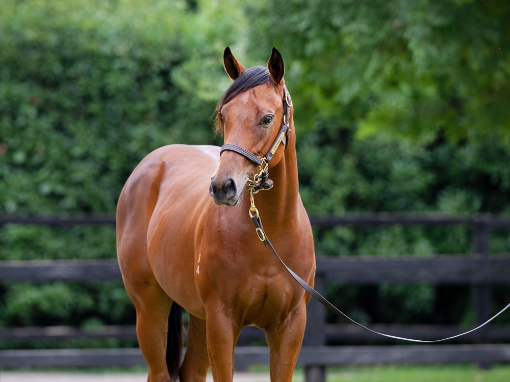 Dalasan (AUS) / Radiant Warrior (AUS) 2024 Filly - Image 2