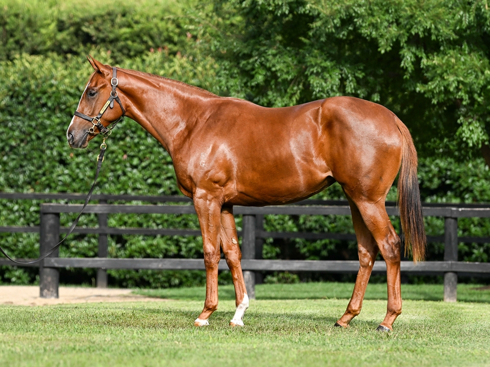 Sejardan (AUS) / Royal Nicci (AUS) 2024 Filly - Image 1