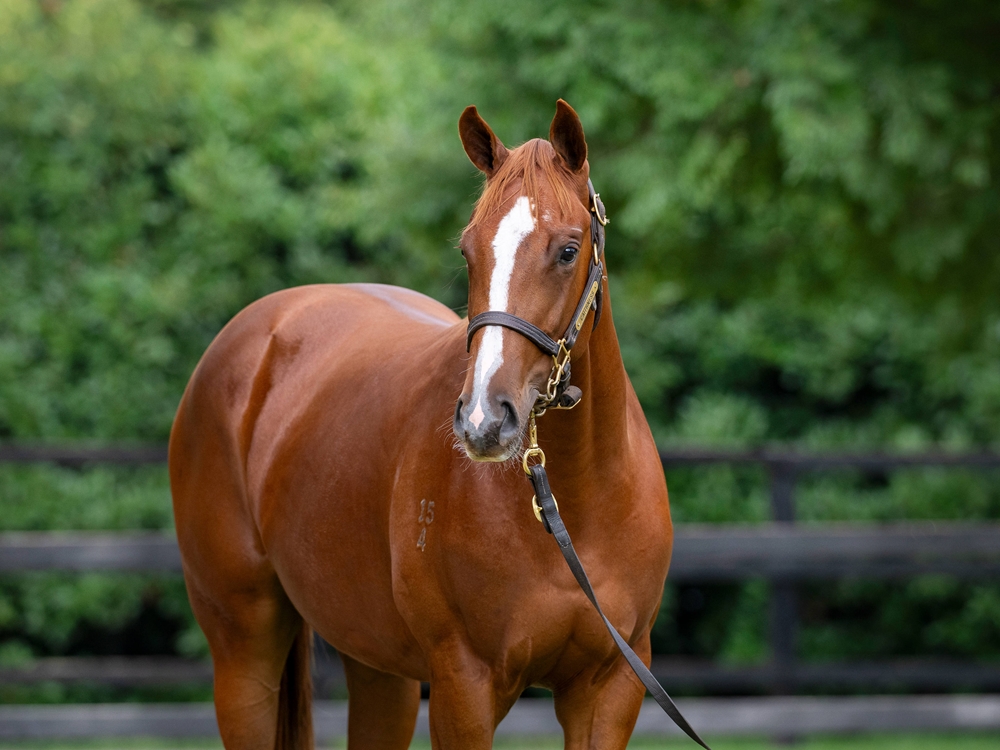 Sejardan (AUS) / Royal Nicci (AUS) 2024 Filly - Image 2