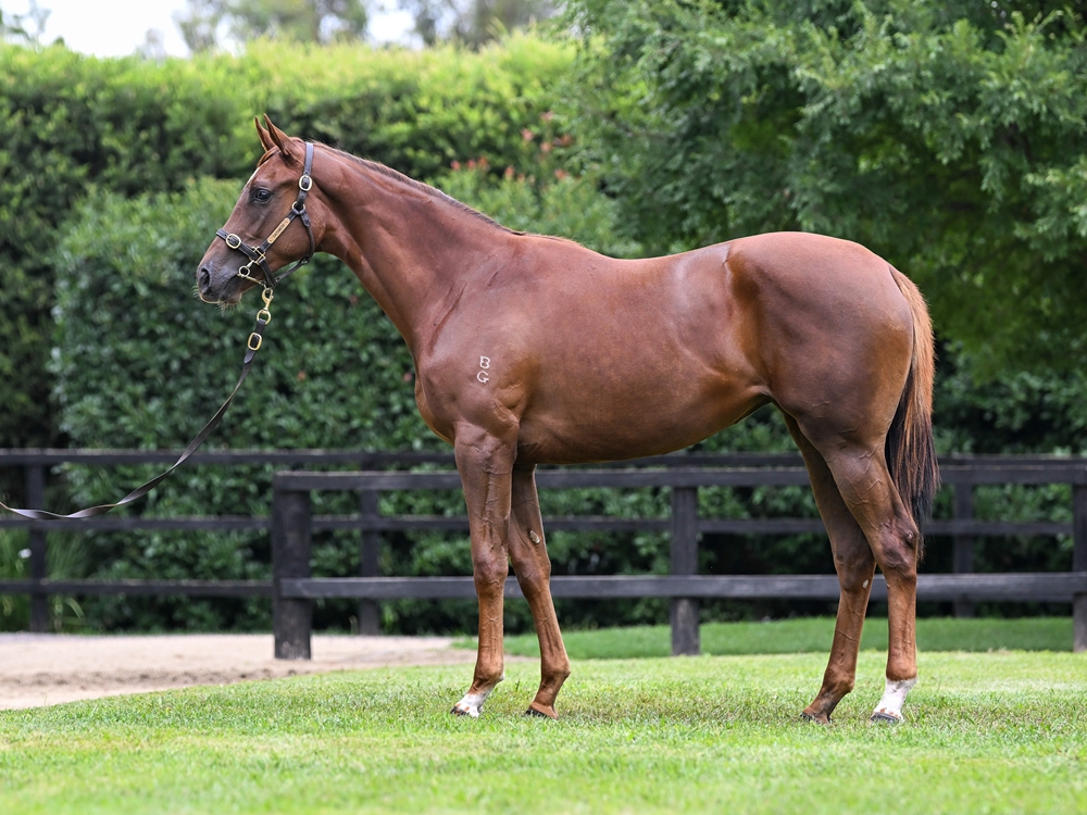 Sejardan (AUS) / Sadente (AUS) 2024 Filly - Image 1